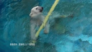 客室TV「とべ動物園アニマルウォッチ」の動画更新しました。